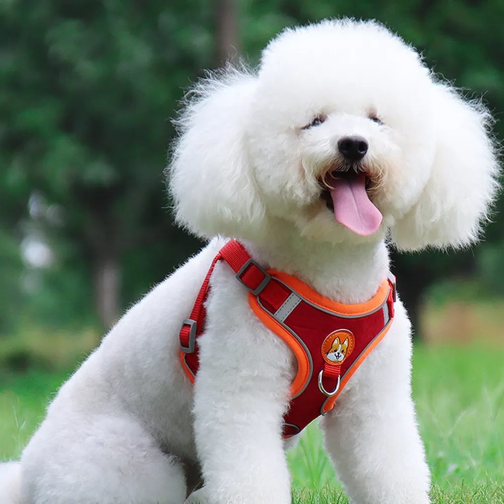 Patterned Harness & Leash Set